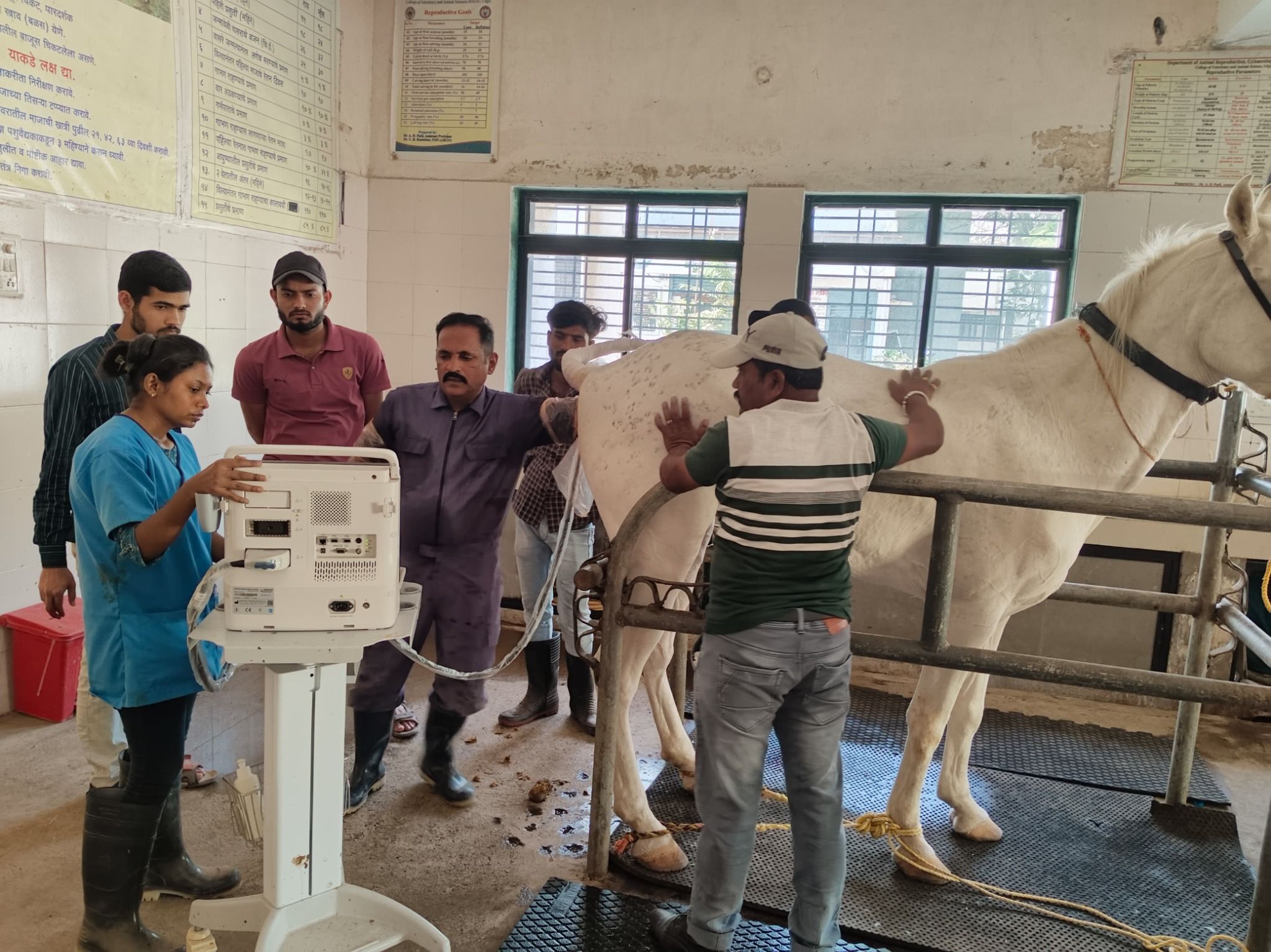 Gynecology Animal Ultrasonography Facility